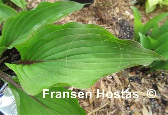 Hosta Wisconsin Red